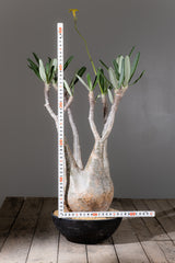 2005 - 発根済 Pachypodium Gracilius　パキポディウム・グラキリス