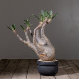 2006 - 発根済 Pachypodium Gracilius　パキポディウム・グラキリス