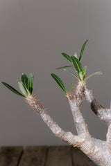 2006 - 発根済 Pachypodium Gracilius　パキポディウム・グラキリス