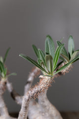 2006 - 発根済 Pachypodium Gracilius　パキポディウム・グラキリス