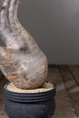2006 - 発根済 Pachypodium Gracilius　パキポディウム・グラキリス