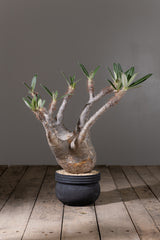 2006 - 発根済 Pachypodium Gracilius　パキポディウム・グラキリス