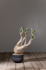 2006 - 発根済 Pachypodium Gracilius　パキポディウム・グラキリス