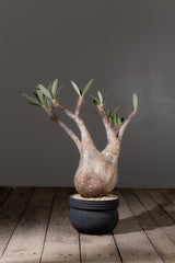 2006 - 発根済 Pachypodium Gracilius　パキポディウム・グラキリス