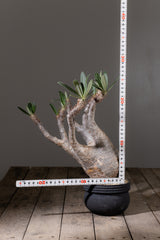 2006 - 発根済 Pachypodium Gracilius　パキポディウム・グラキリス