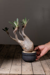 2006 - 発根済 Pachypodium Gracilius　パキポディウム・グラキリス