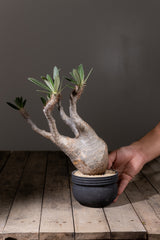 2006 - 発根済 Pachypodium Gracilius　パキポディウム・グラキリス