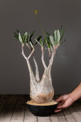 2005 - 発根済 Pachypodium Gracilius　パキポディウム・グラキリス