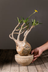 2004 - 発根済 Pachypodium Gracilius　パキポディウム・グラキリス
