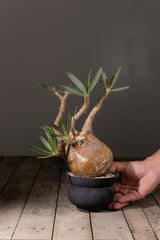 2003 - 発根済 Pachypodium Gracilius　パキポディウム・グラキリス