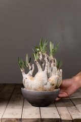 2002 - 発根済 Pachypodium Gracilius　パキポディウム・グラキリス