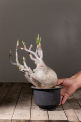 2001 - 発根済 Pachypodium Gracilius　パキポディウム・グラキリス