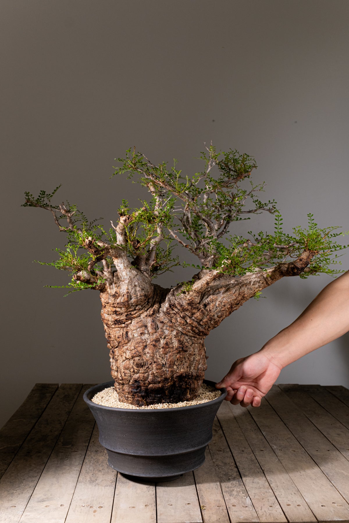 KOMO | 観葉植物・鉢の販売 | 福岡県糸島市