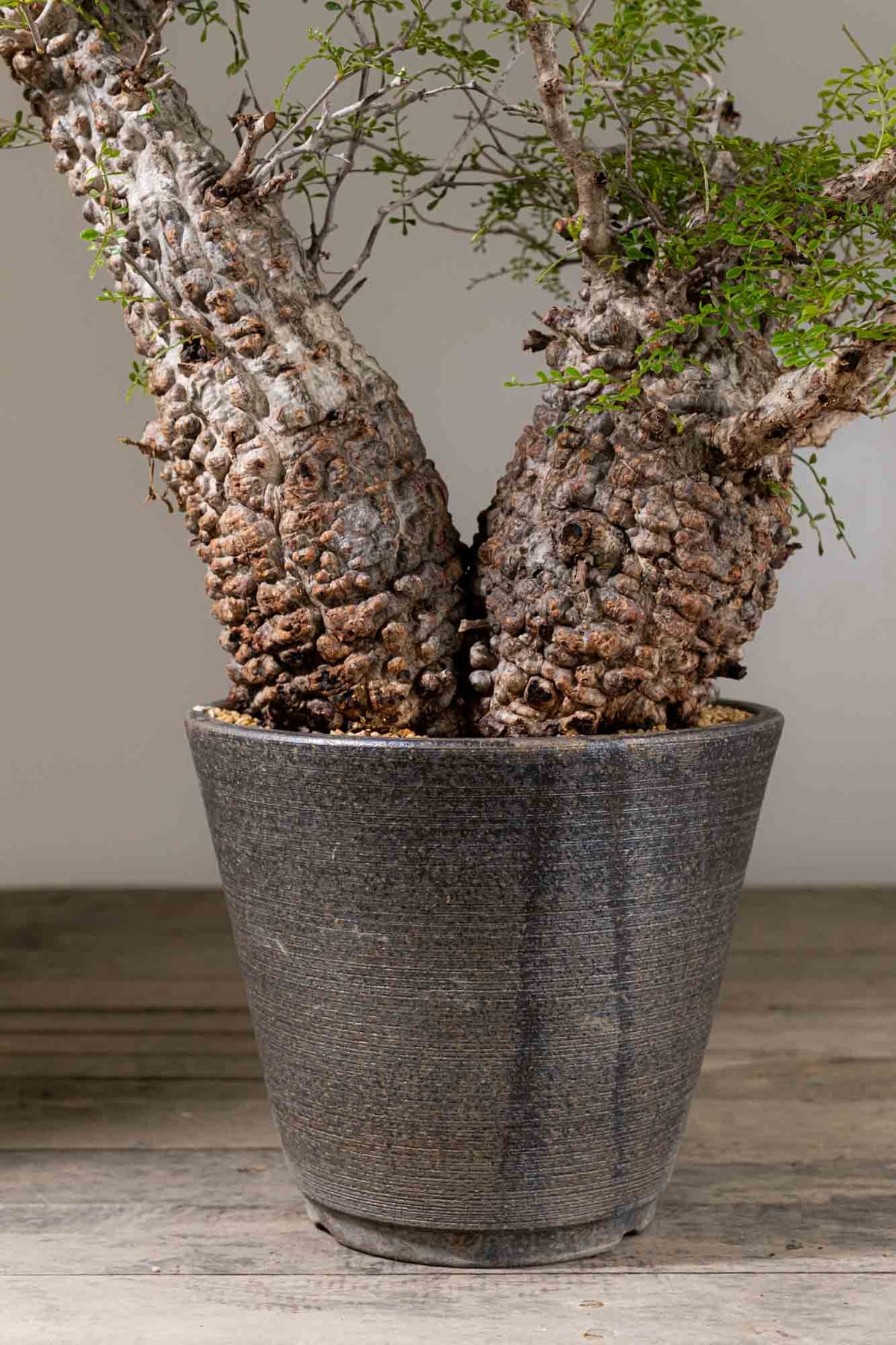 KOMO | 観葉植物・鉢の販売 | 福岡県糸島市