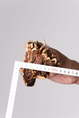 ピ64 ケラリア ピグマエア