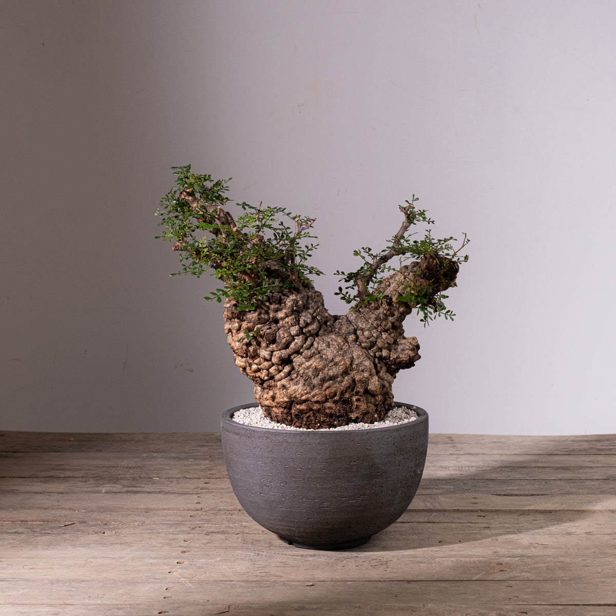 全商品 – KOMO