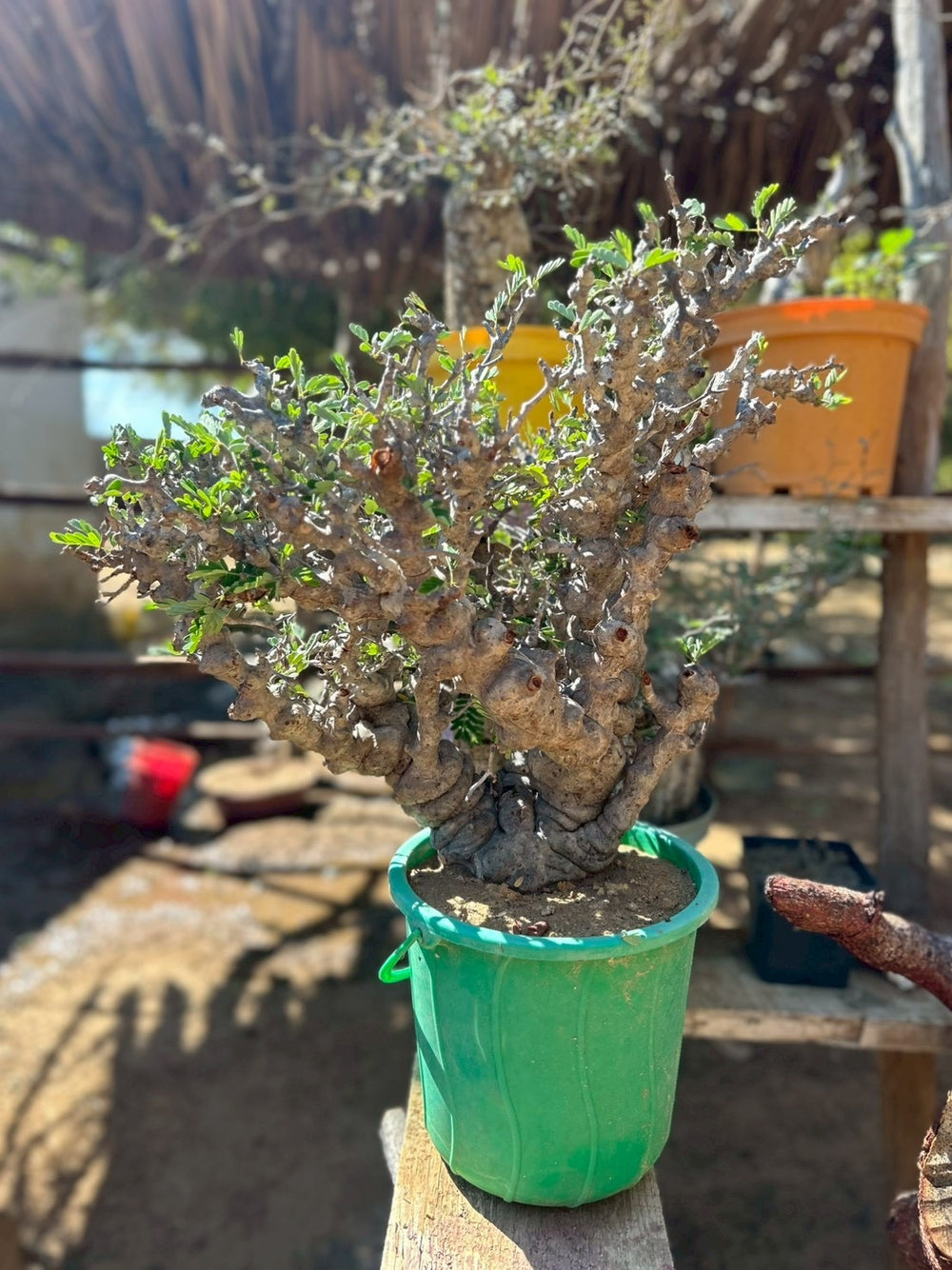 KOMO | 観葉植物・鉢の販売 | 福岡県糸島市
