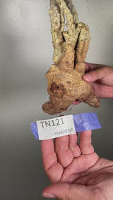 TN121ドルステニア ジプソフィラ Dorstenia gypsophila