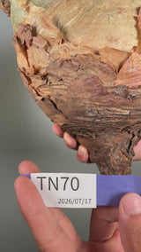 TN70キフォステンマ ウター Cyphostemma uter