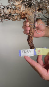 TN89コミフォラ エイル Commiphora sp. 'Eyl'