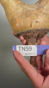 TN59キフォステンマ ウター Cyphostemma uter