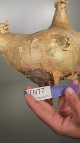 TN77キフォステンマ ウター Cyphostemma uter