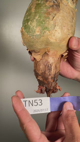 TN53キフォステンマ ウター Cyphostemma uter