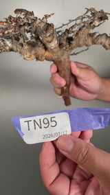 TN95コミフォラ エイル Commiphora sp. 'Eyl'