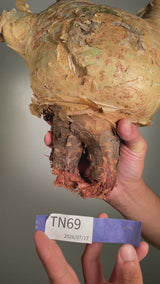 TN69キフォステンマ ウター Cyphostemma uter