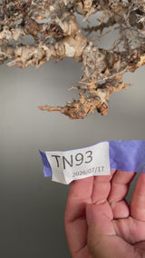 TN93コミフォラ エイル Commiphora sp. 'Eyl'