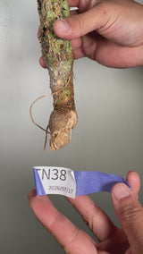 TN38アデニア アクレアータ Adenia aculeata