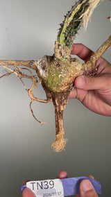 TN39アデニア アクレアータ Adenia aculeata