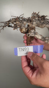 TN99コミフォラ エイル Commiphora sp. 'Eyl'