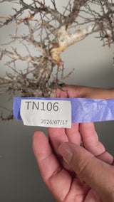 TN106コミフォラ エイル Commiphora sp. 'Eyl'