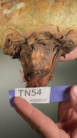 TN54キフォステンマ ウター Cyphostemma uter