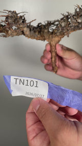 TN101コミフォラ エイル Commiphora sp. 'Eyl'