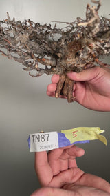TN87コミフォラ エイル Commiphora sp. 'Eyl'