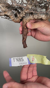 TN85コミフォラ エイル Commiphora sp. 'Eyl'