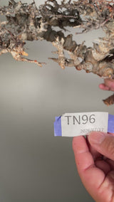 TN96コミフォラ エイル Commiphora sp. 'Eyl'