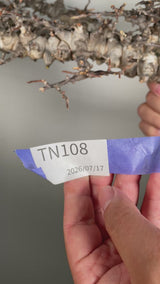 TN108コミフォラ エイル Commiphora sp. 'Eyl'