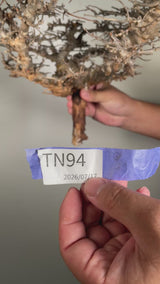 TN94コミフォラ エイル Commiphora sp. 'Eyl'
