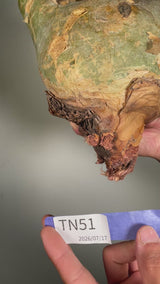 TN51キフォステンマ ウター Cyphostemma uter