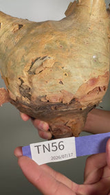 TN56キフォステンマ ウター Cyphostemma uter