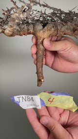 TN84コミフォラ エイル Commiphora sp. 'Eyl'