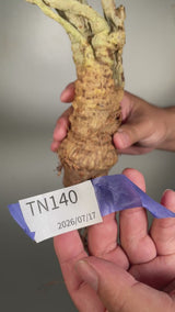 TN140ドルステニア ジプソフィラ Dorstenia gypsophila