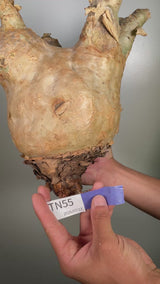 TN55キフォステンマ ウター Cyphostemma uter