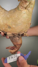 TN76キフォステンマ ウター Cyphostemma uter