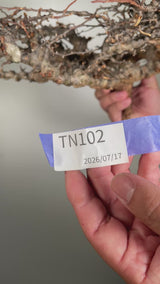 TN102コミフォラ エイル Commiphora sp. 'Eyl'
