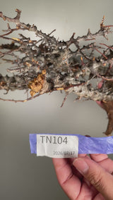 TN104コミフォラ エイル Commiphora sp. 'Eyl'