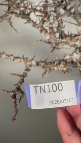 TN100コミフォラ エイル Commiphora sp. 'Eyl'